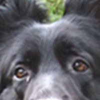 比利时牧羊犬的眼睛