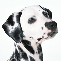 大麦町犬的头部