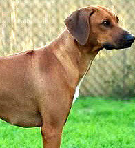 罗得西亚脊背犬的颈部