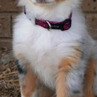 澳大利亚牧羊犬的胸部