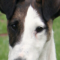 平毛猎狐梗的眼睛