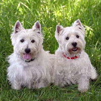 西高地犬的颜色