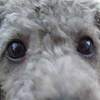 贝灵顿梗的眼睛