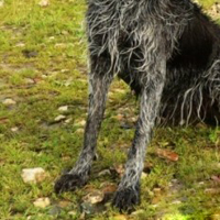 刚毛指示格里芬犬的前腿