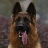 德国牧羊犬的头部