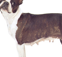 波士顿梗的胸部