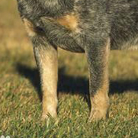 澳大利亚牧牛犬的前腿