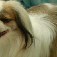 西藏猎犬的颜色