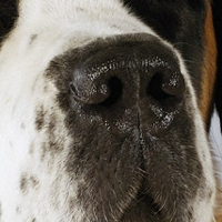 圣伯纳犬的鼻子