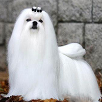 马尔济斯犬的整体描述