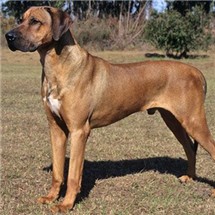 罗得西亚脊背犬的整体描述