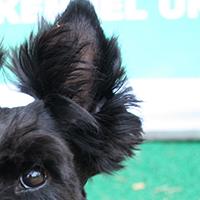 苏格兰梗的耳朵