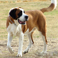 圣伯纳犬的整体描述