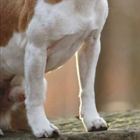 杰克罗素梗的前腿