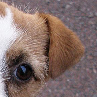 杰克罗素梗的耳朵