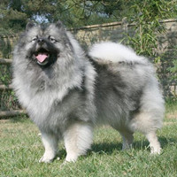 荷兰毛狮犬的整体描述