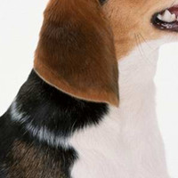 比格猎犬的颈部