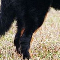 伯恩山犬的后腿