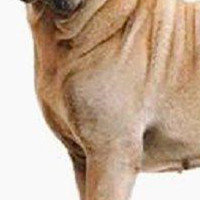 中国沙皮犬的胸部