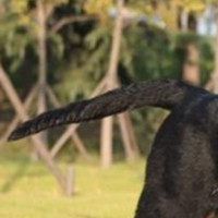 罗威纳犬的尾巴