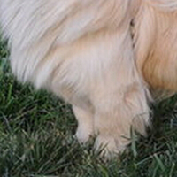 西藏猎犬的前腿