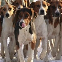 英国猎狐犬的颜色