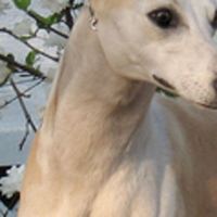 惠比特犬的颈部