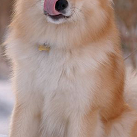 冰岛牧羊犬的胸部