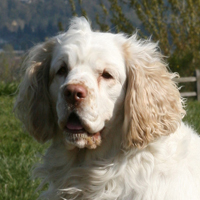 克伦伯猎鹬犬的头部