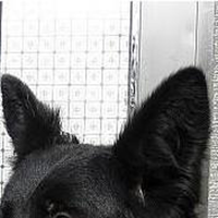 比利时牧羊犬的耳朵