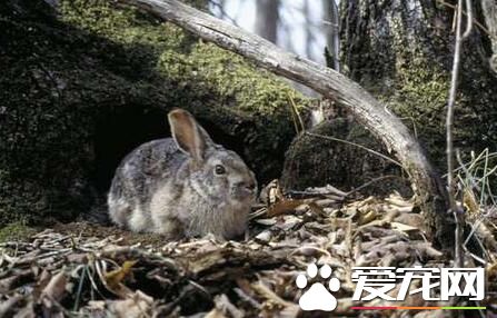 灰尾兔