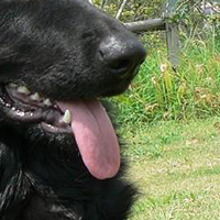 比利时牧羊犬的鼻子