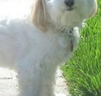 哈瓦那犬的颈部