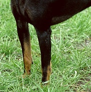 捕鼠梗犬的前腿