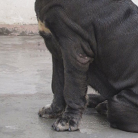 纽波利顿獒犬的前腿