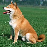 秋田犬的整体描述