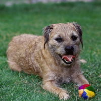 边境梗的整体描述