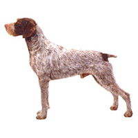 指示犬的整体描述