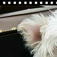 马尔济斯犬的耳朵