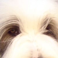 古代长须牧羊犬的眼睛