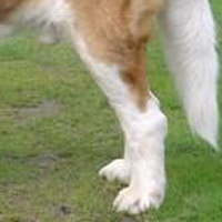 圣伯纳犬的后腿