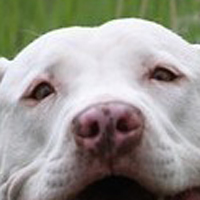 斯塔福郡斗牛梗的眼睛