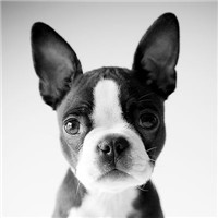 波士顿梗的鼻子