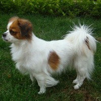 西藏猎犬的整体描述