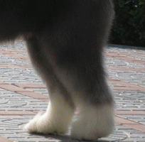 古代英国牧羊犬的后腿