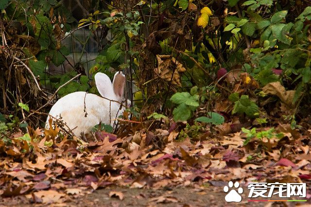 2042385194_68b14ab3ed_z