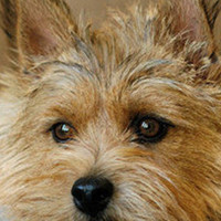 罗威士梗的眼睛