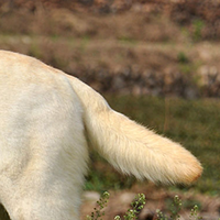 拉布拉多寻回犬的尾巴