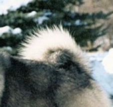 挪威猎麋犬的尾巴