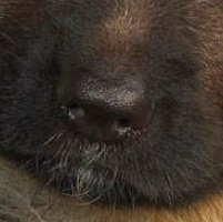 德国牧羊犬的鼻子